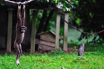 صور حديقة حيوانات كوالالمبور ماليزيا