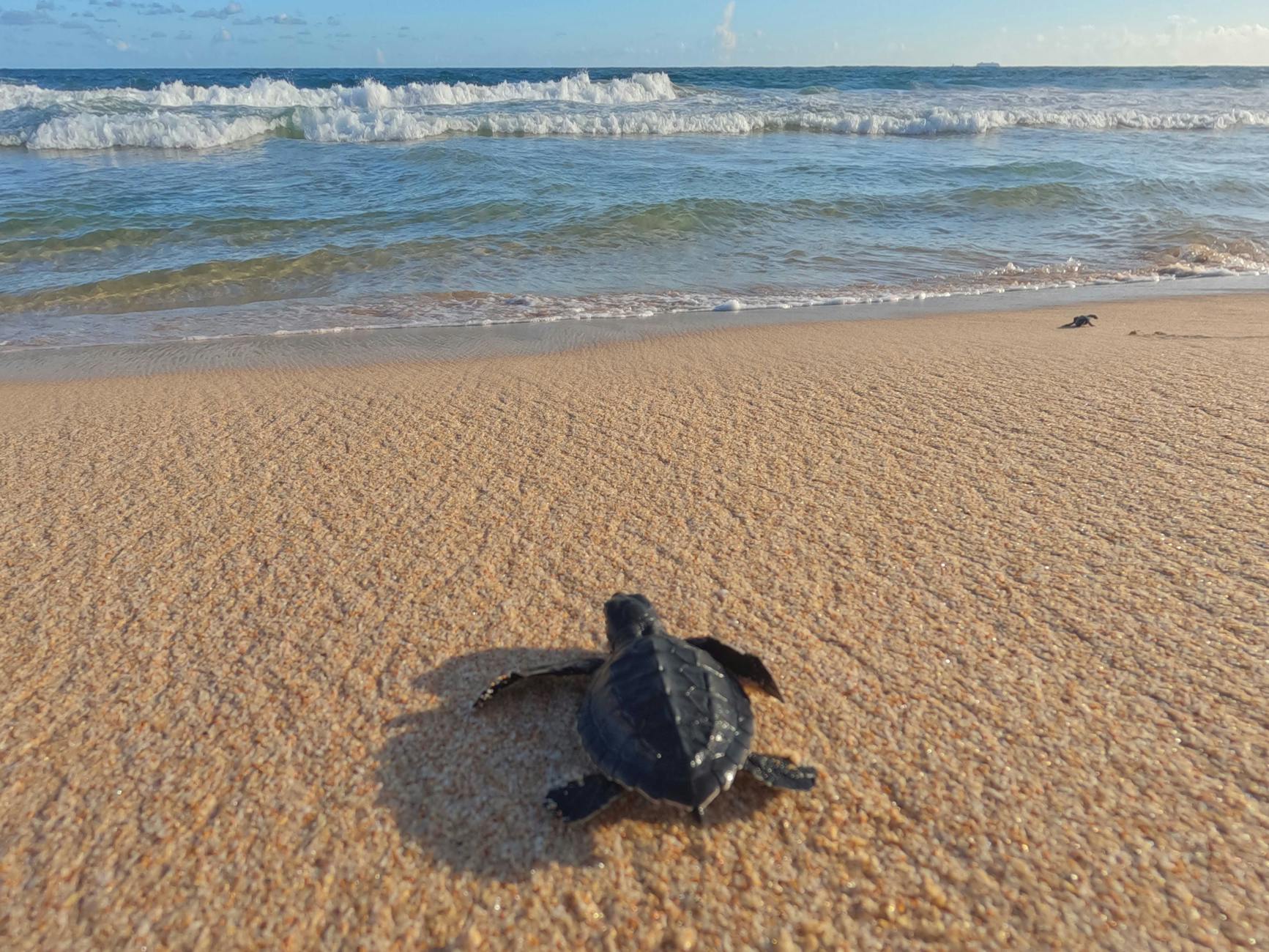Baby sea turtle hatchling making its way across sandy beach to the ocean in Malaysia