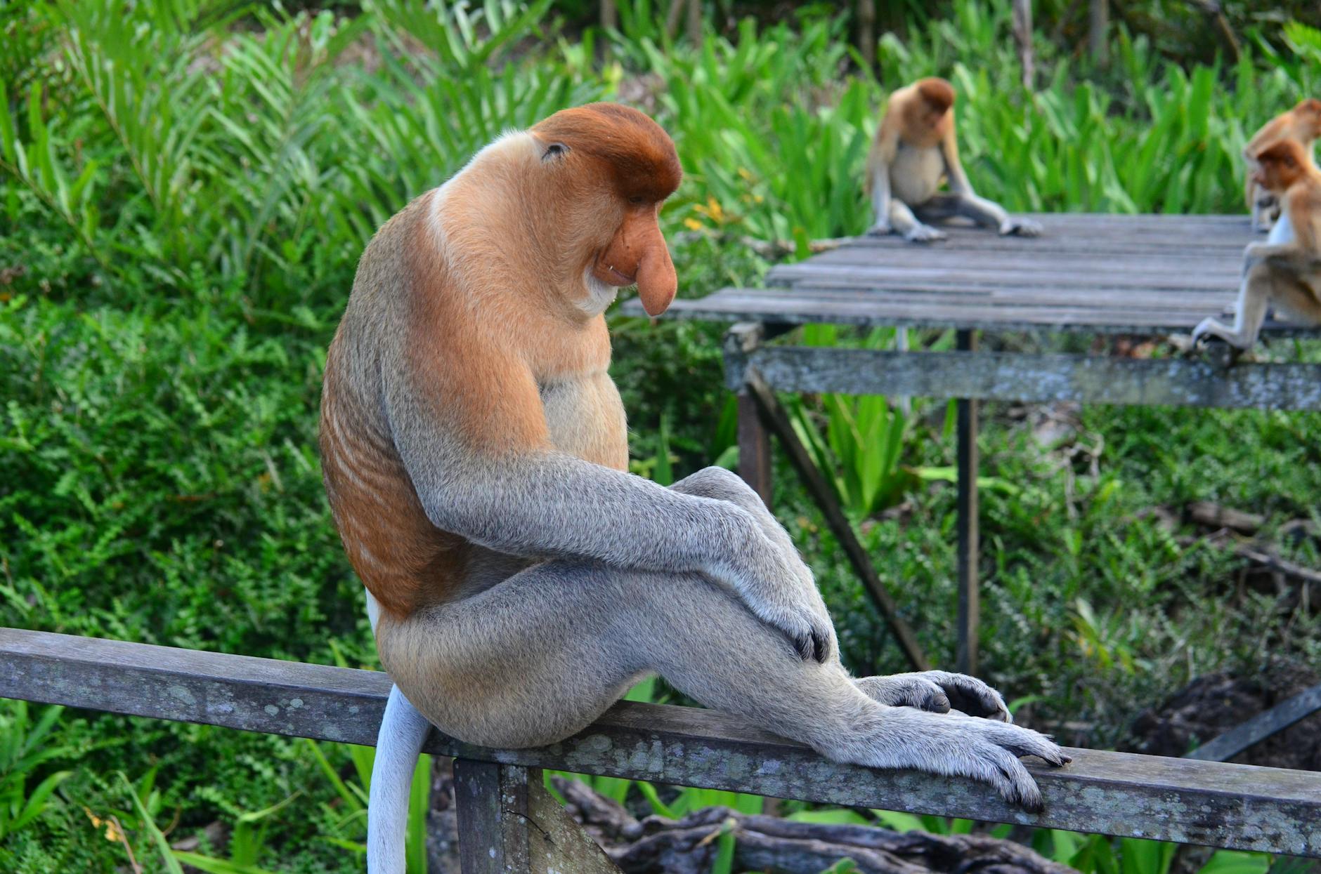 Bako National Park: Proboscis Monkeys & Borneo’s Oldest Park