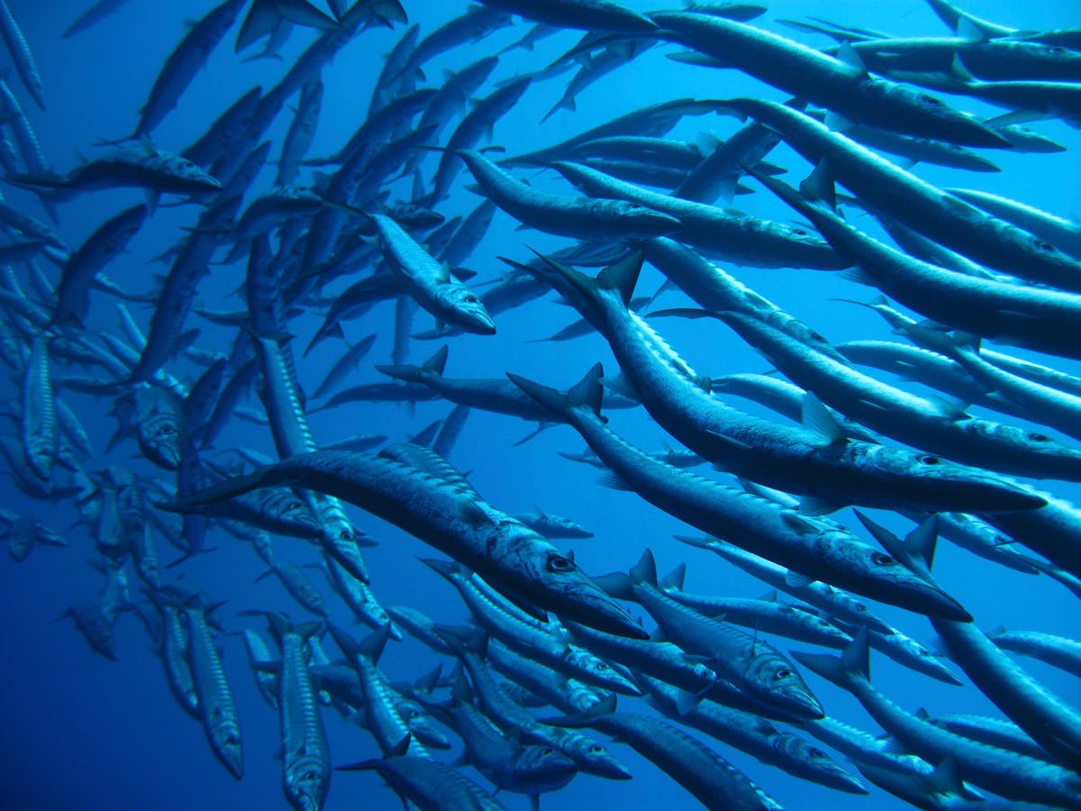 Massive school of barracuda forming a swirling tornado underwater at Sipadan Island dive site in Malaysian Borneo