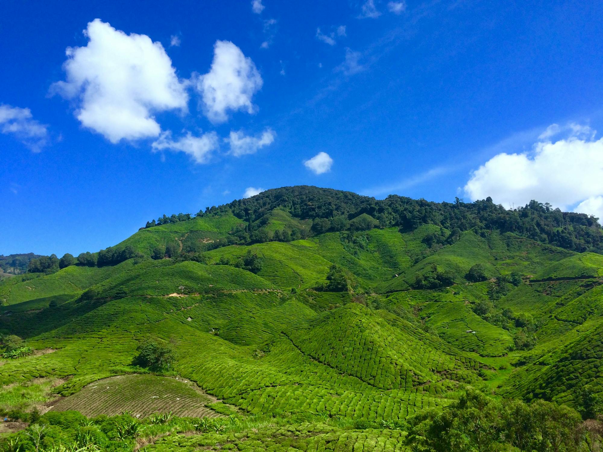 Cameron Highlands Guide: Tea Plantations, Trails and Cool Retreats (2026)