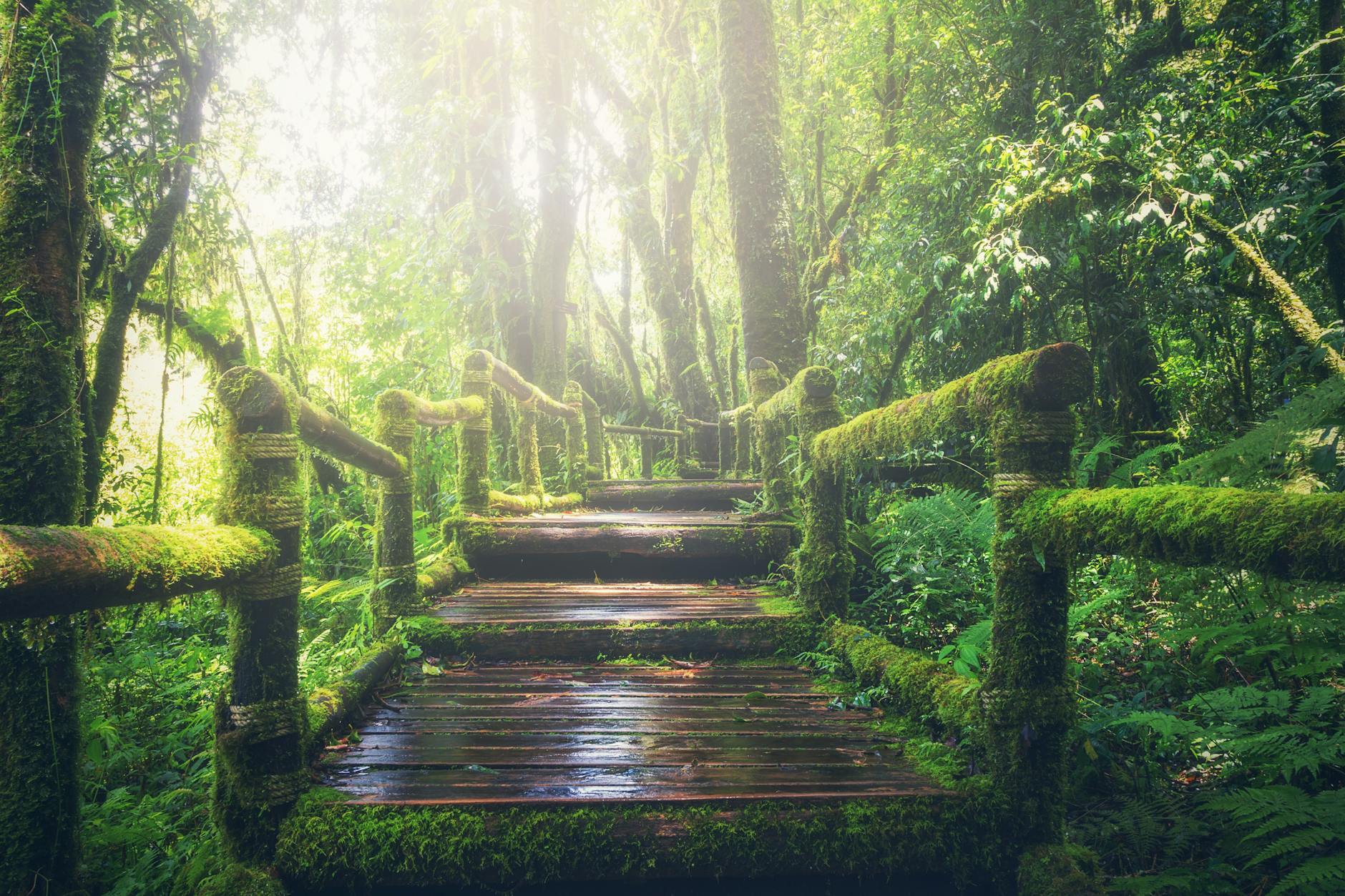 Eco-Tourism in Malaysia: Sustainable Travel & Green Destinations