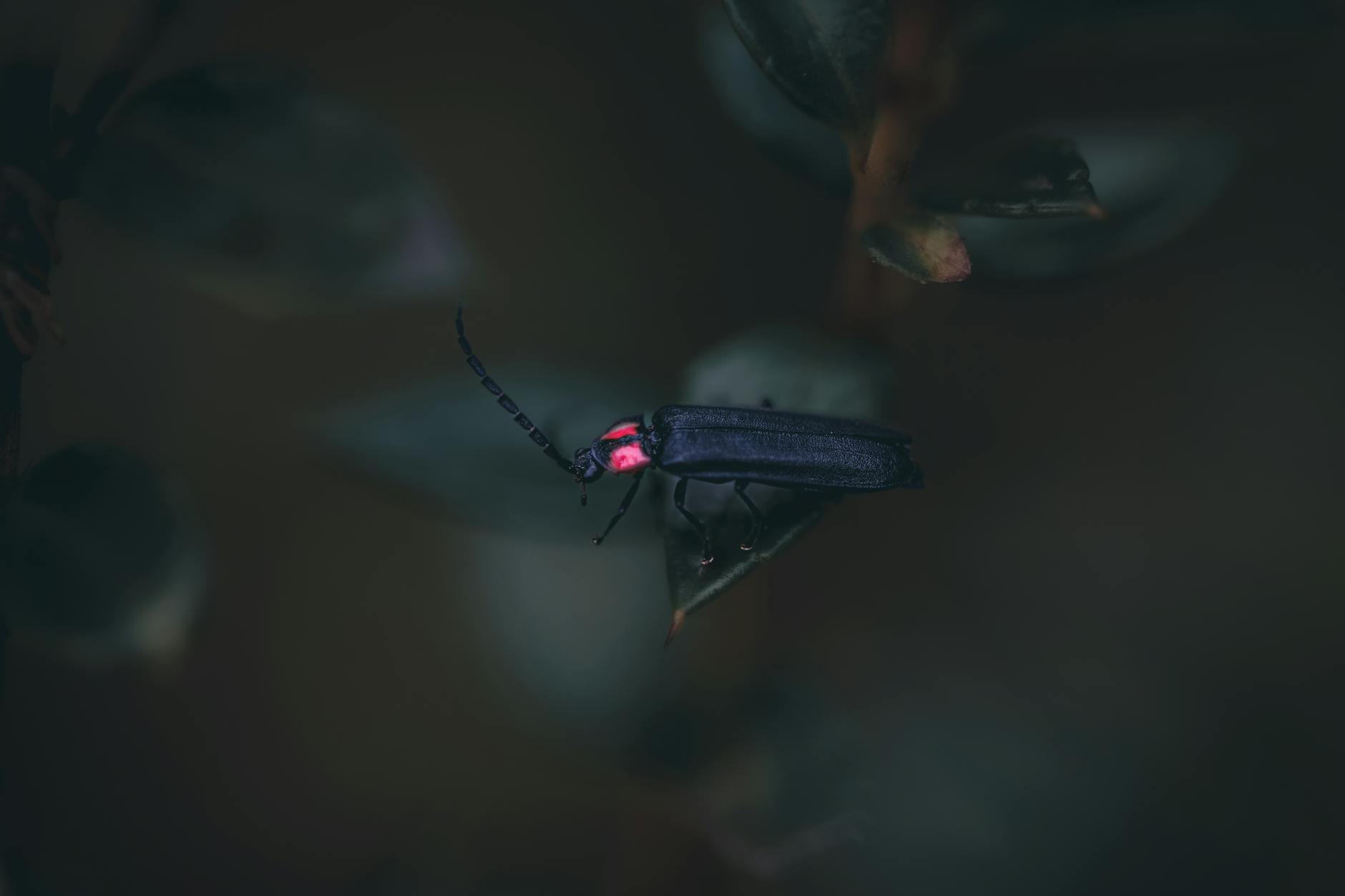 Fireflies in Malaysia: Where to See Nature’s Light Show