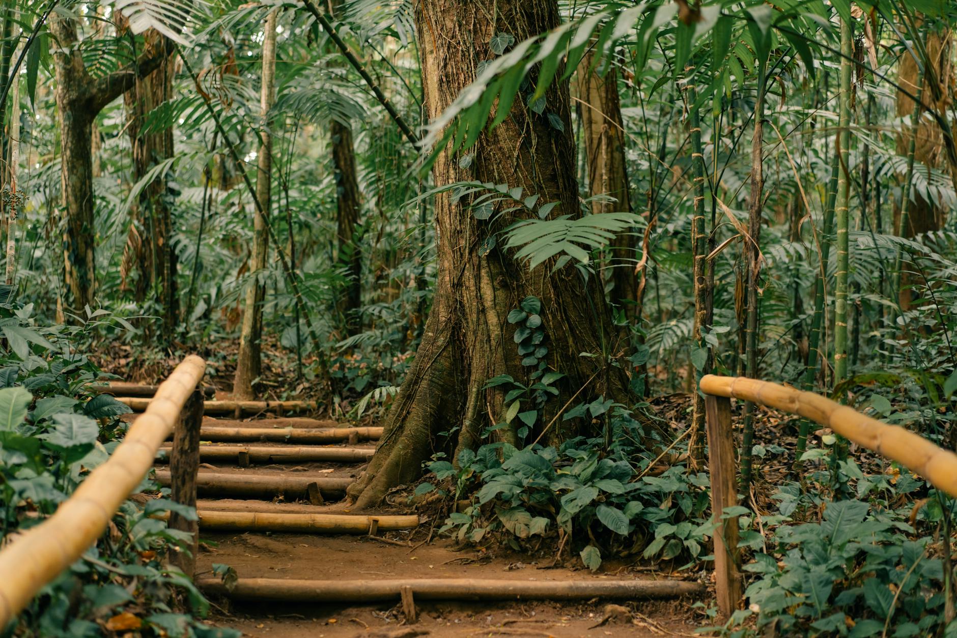 Jungle Trekking in Malaysia: Best Trails and Complete Rainforest Guide