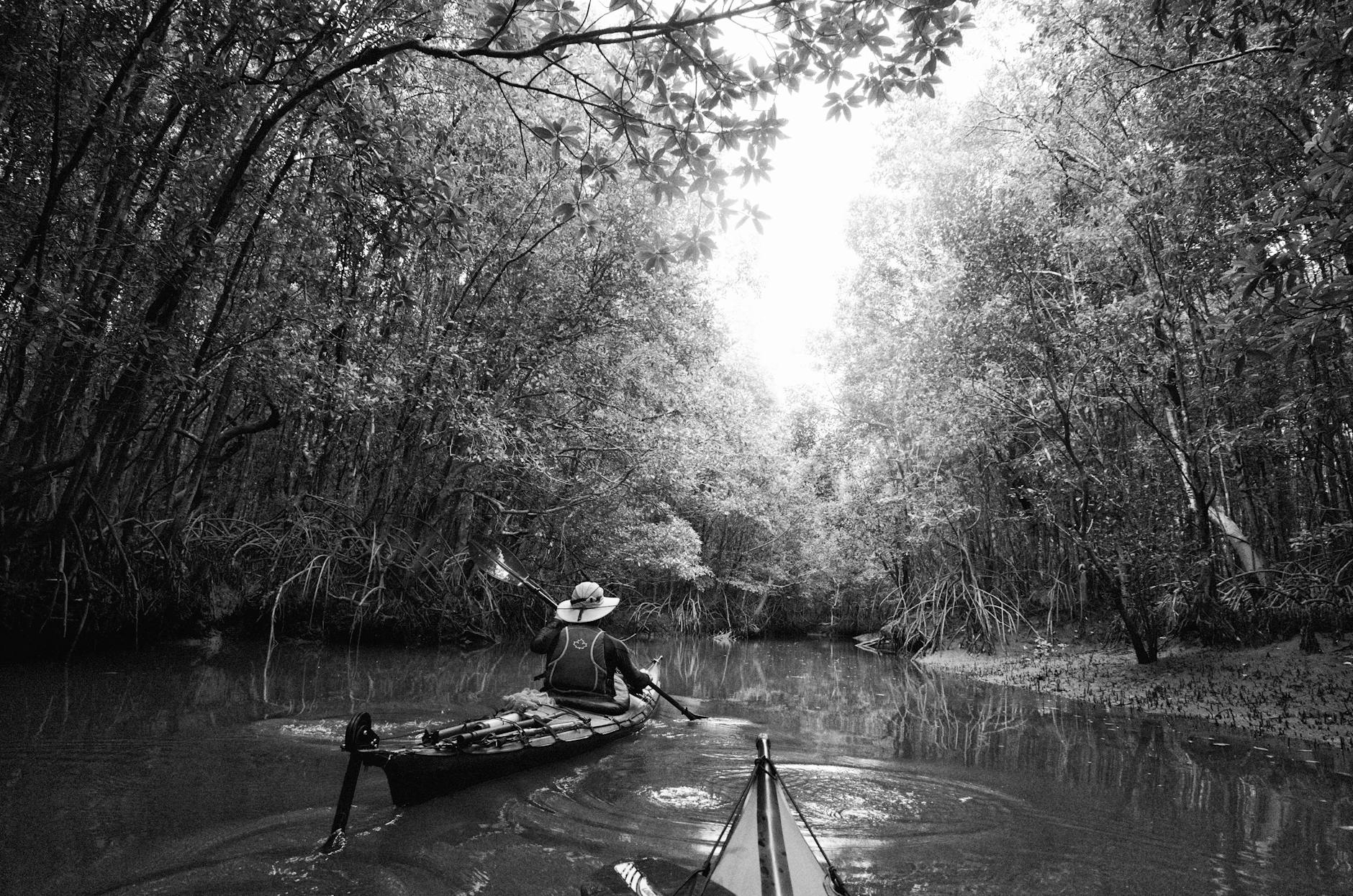 Kayaking through lush tropical mangrove waterways surrounded by dense green vegetation