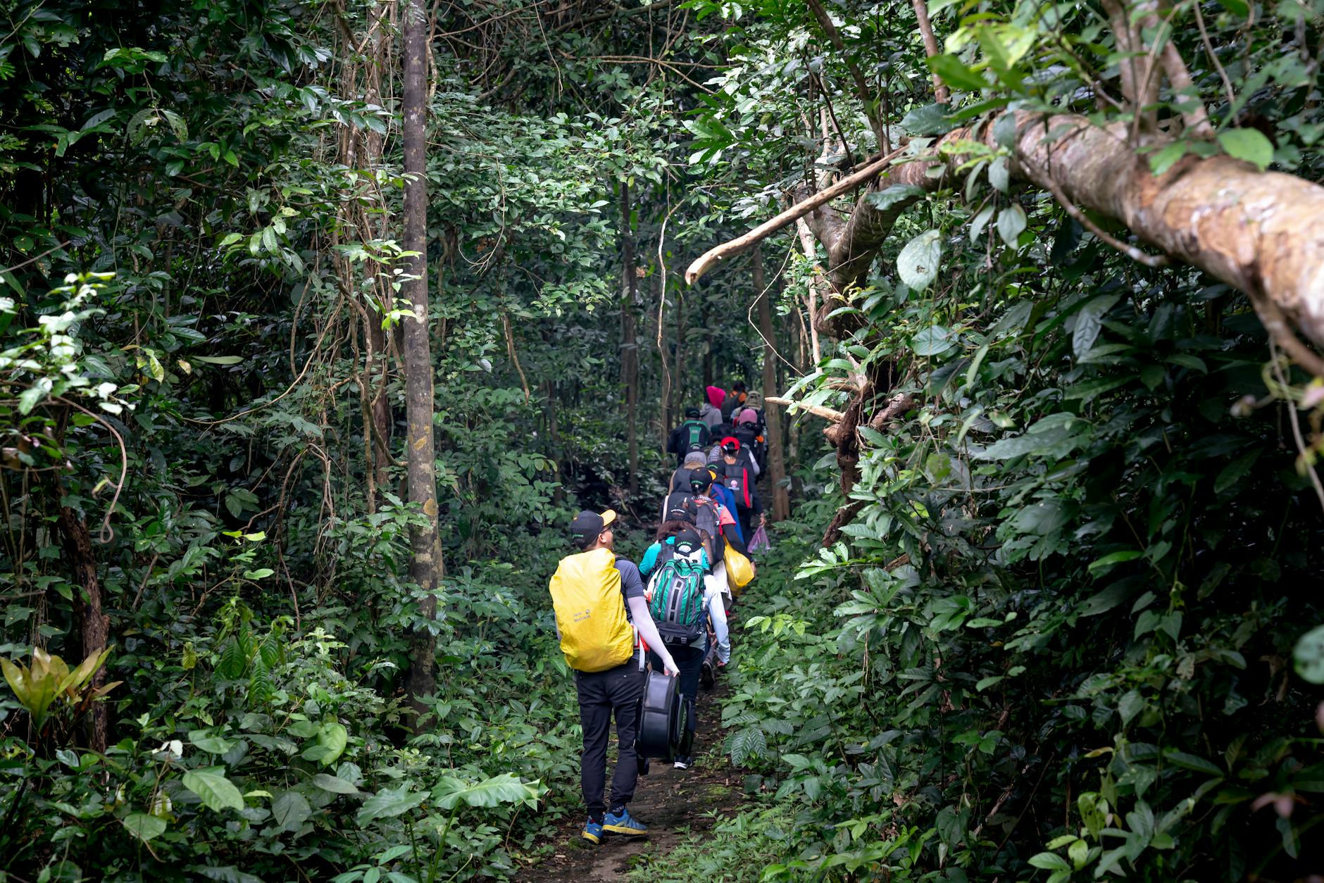 Hikers walking through lush tropical rainforest trail on Mount Kinabalu in Sabah Malaysia