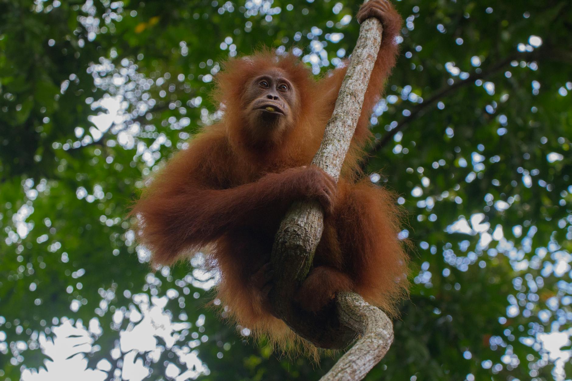 Wild orangutan in its natural habitat in the Borneo rainforest Malaysia