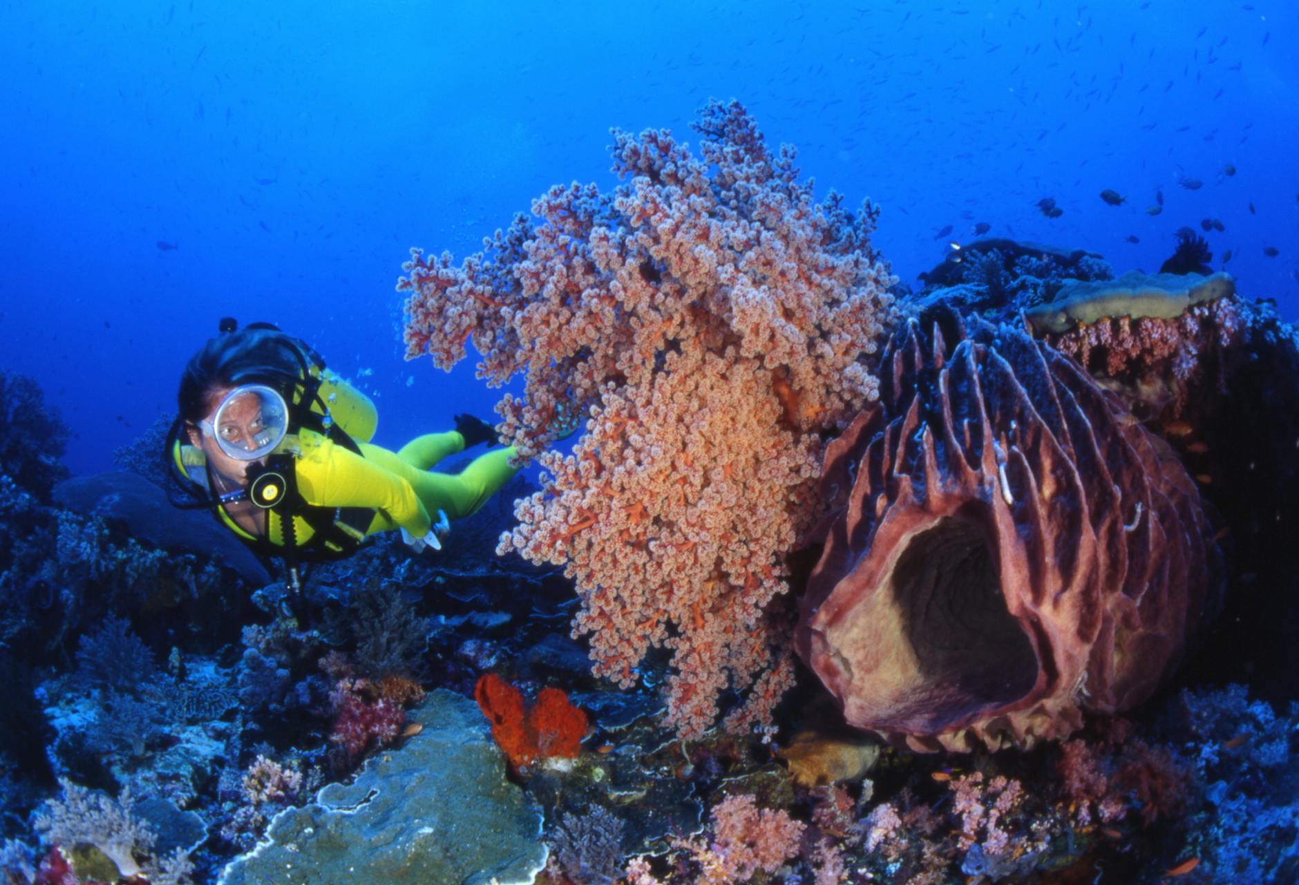 Scuba diver exploring vibrant coral reef underwater at the Perhentian Islands Malaysia