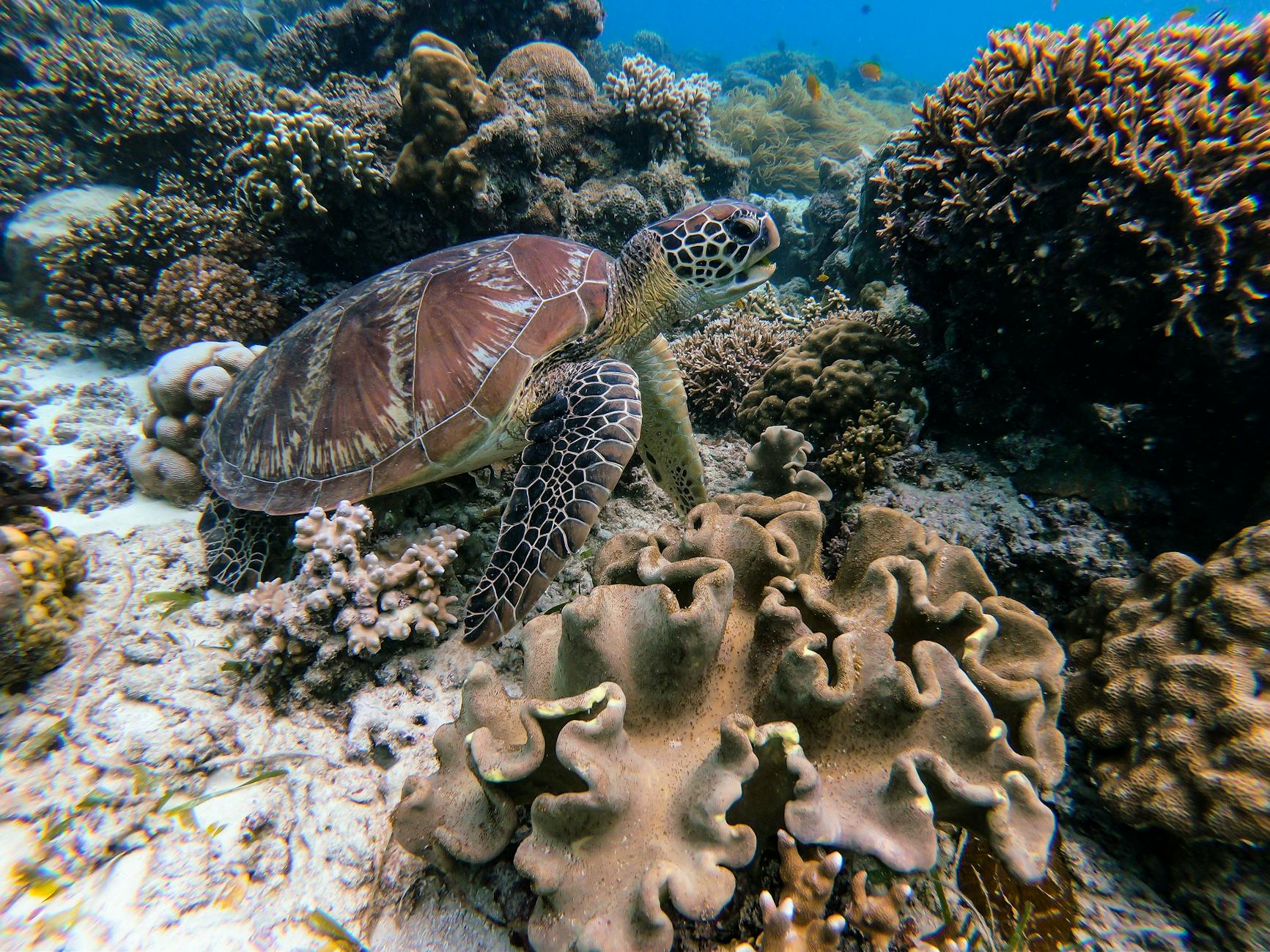 Sea turtle swimming underwater near coral reef at Redang Island Malaysia