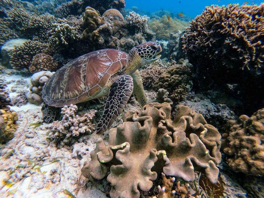 Sea turtle swimming over colorful coral reef in Malaysian waters a common sight when scuba diving in Malaysia