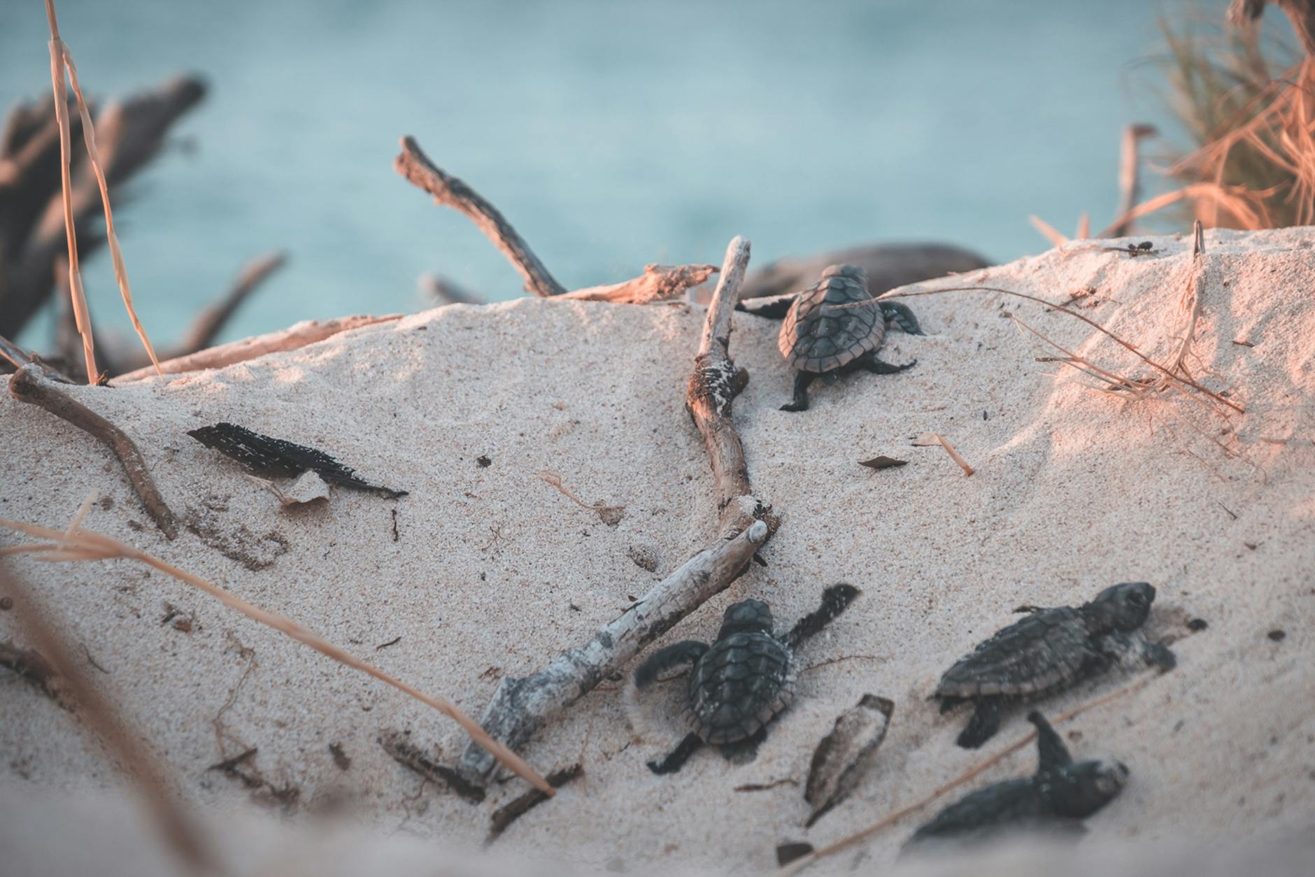 Sea turtle on a tropical beach in Borneo Malaysia at Turtle Islands Park conservation area