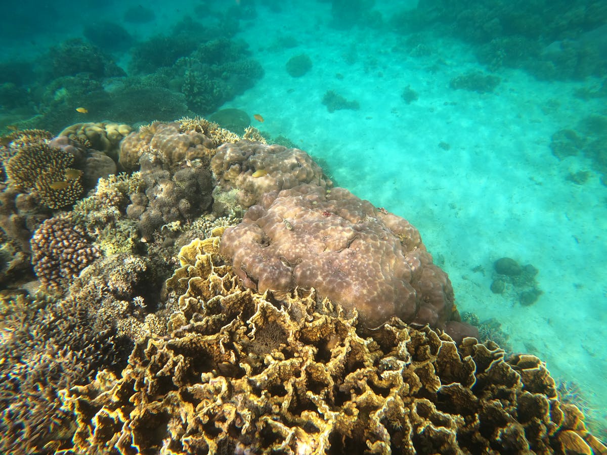 Sipadan Island Guide: World-Class Diving at Malaysia’s Only Oceanic Island (2026)
