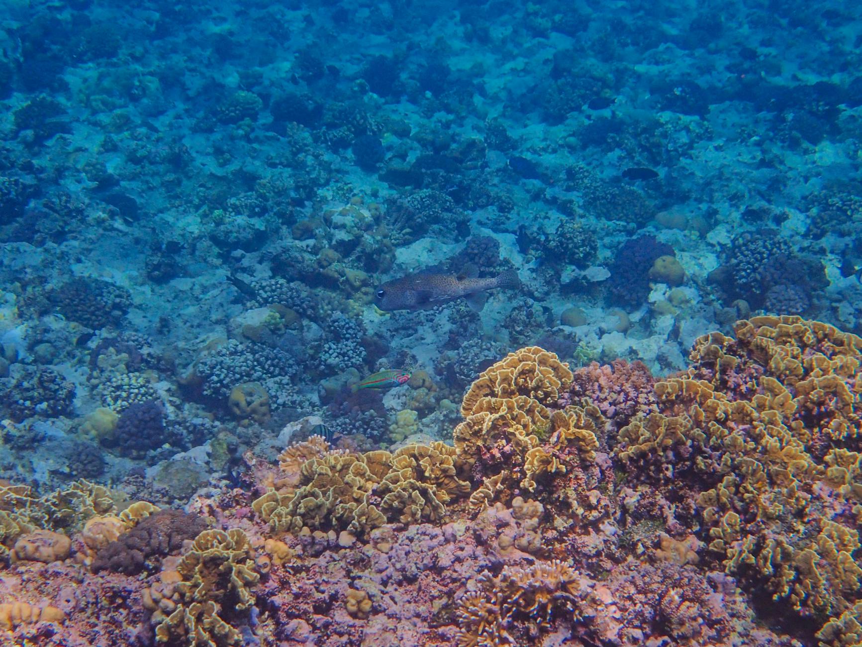 Snorkeling over colorful coral reef with tropical fish at Kapas Island marine park Malaysia
