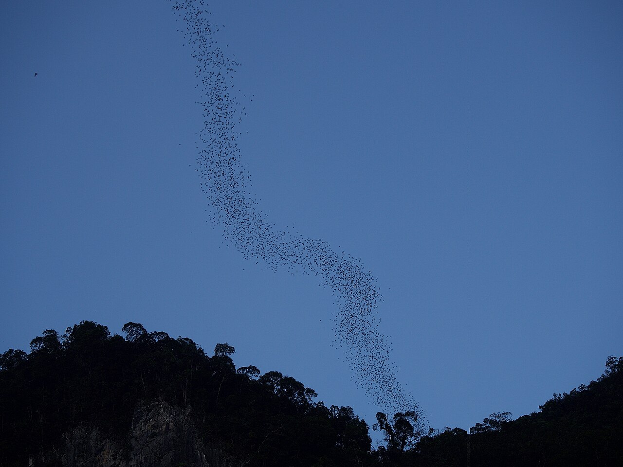 Millions of bats streaming out of Deer Cave at dusk in Mulu National Park Sarawak Malaysia