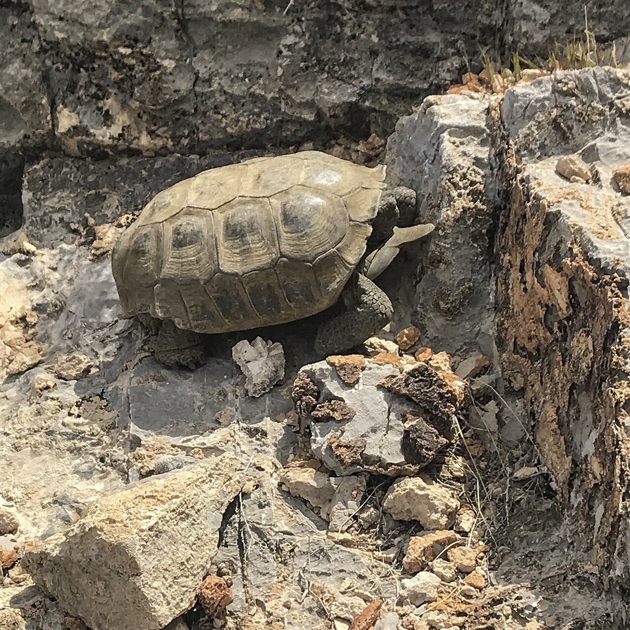 Rock Climbing in Malaysia: Crags, Indoor Walls & Bouldering — Desert tortoise at Red Rock National Conservation Area