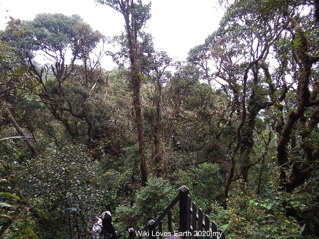 Mossy Forest boardwalk Gunung Brinchang Cameron Highlands