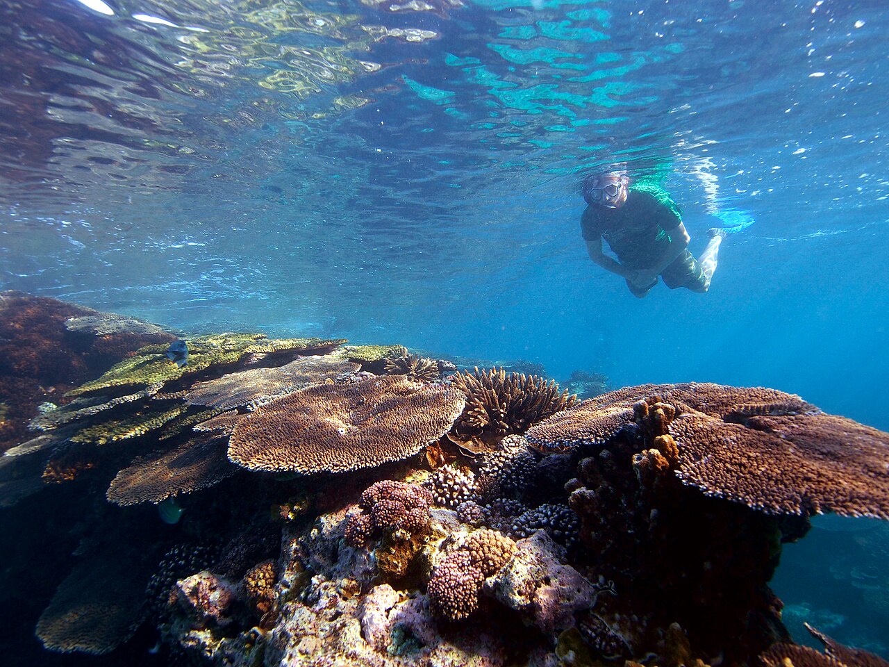 Snorkeling in Malaysia: Best Spots for Crystal Clear Waters and Vibrant Marine Life — GBR-snorkeling-chris-brown