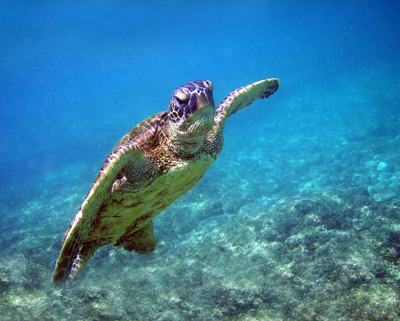 Sea Turtle Conservation in Malaysia: Where to See & Help — Green turtle in Kona 2008