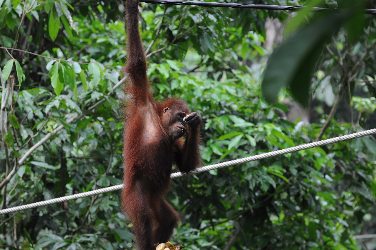 Wild orangutan swinging through the forest canopy in Borneo Malaysia