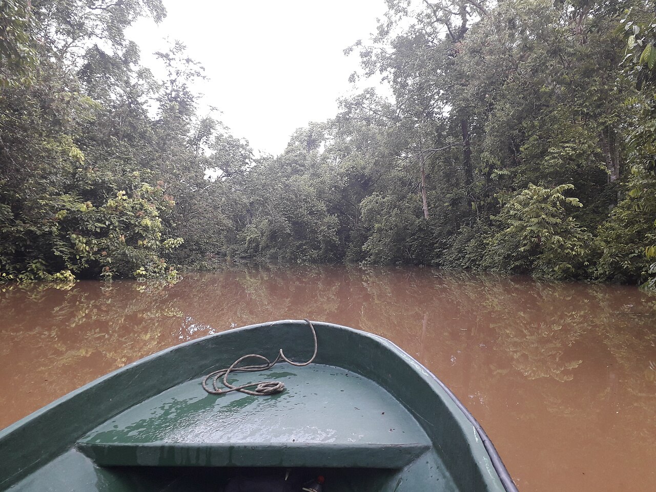 Proboscis monkeys in trees along the Kinabatangan River in Sabah Borneo
