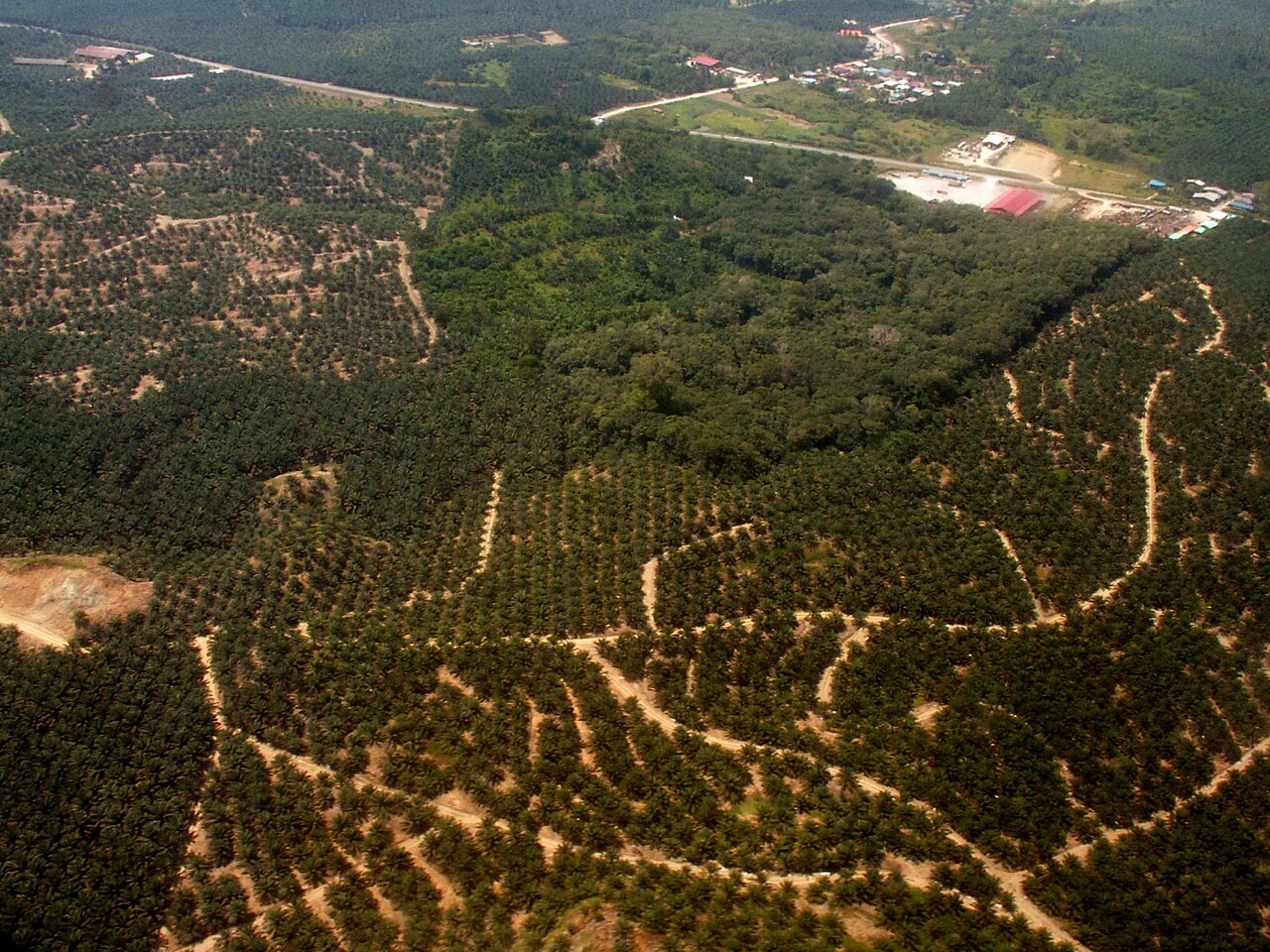 Ancient rainforest in Malaysian Borneo with towering trees and dense jungle canopy