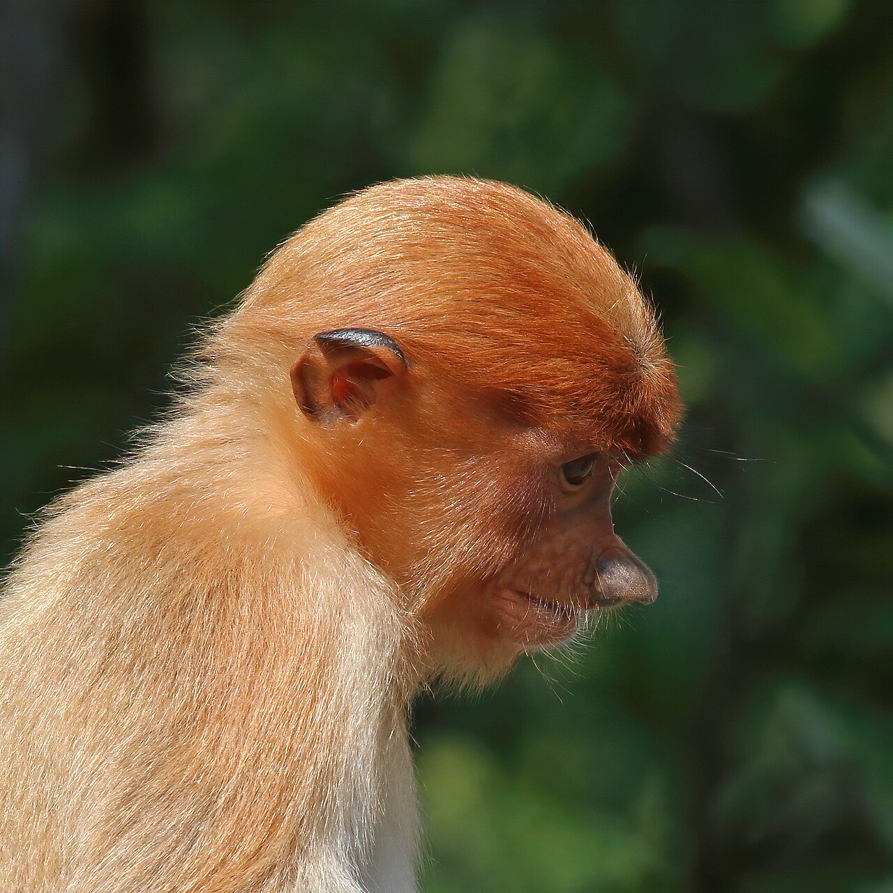 Proboscis monkey with distinctive nose in mangrove tree at Bako National Park Sarawak Malaysia