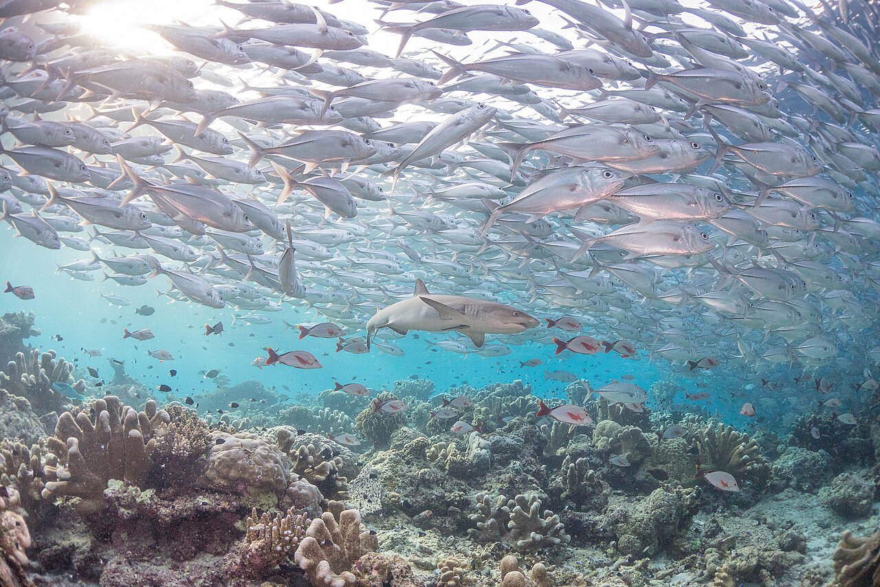 School of hammerhead sharks and reef fish at Sipadan Island Sabah