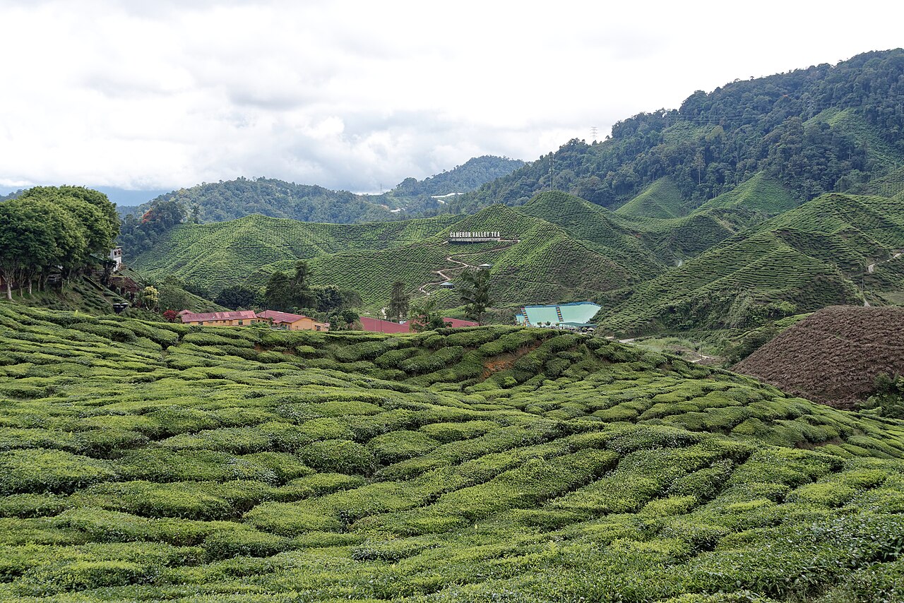 Rolling tea terraces in the Cameron Highlands