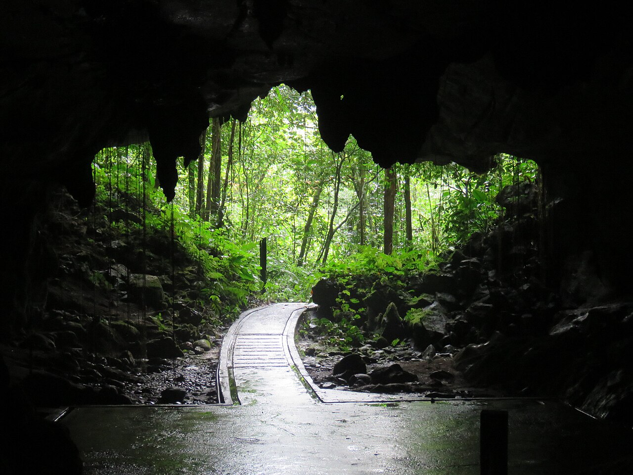 Looking out from inside Deer Cave to the rainforest at Gunung Mulu