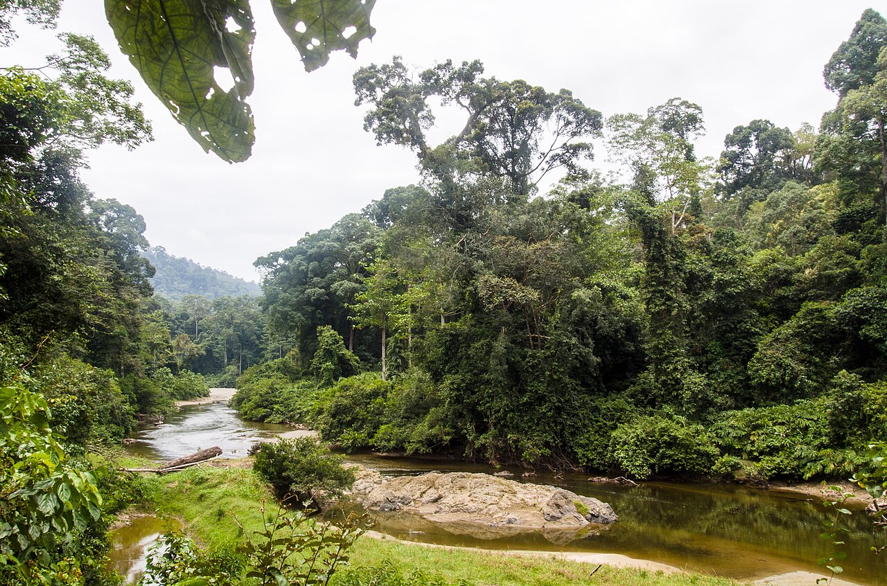 Dense dipterocarp rainforest canopy at Danum Valley Conservation Area in Sabah, Borneo