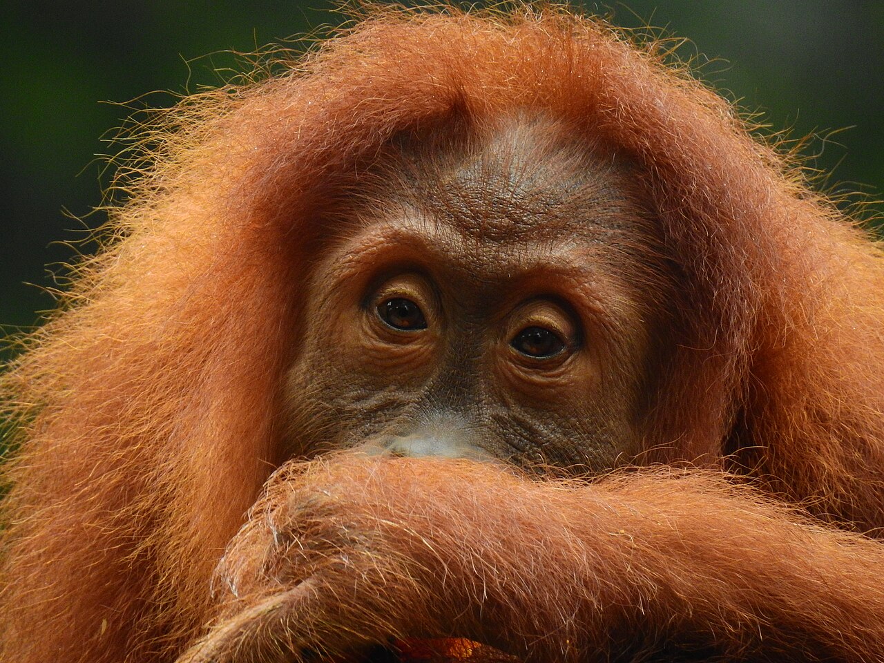 A close portrait of a Bornean orangutan