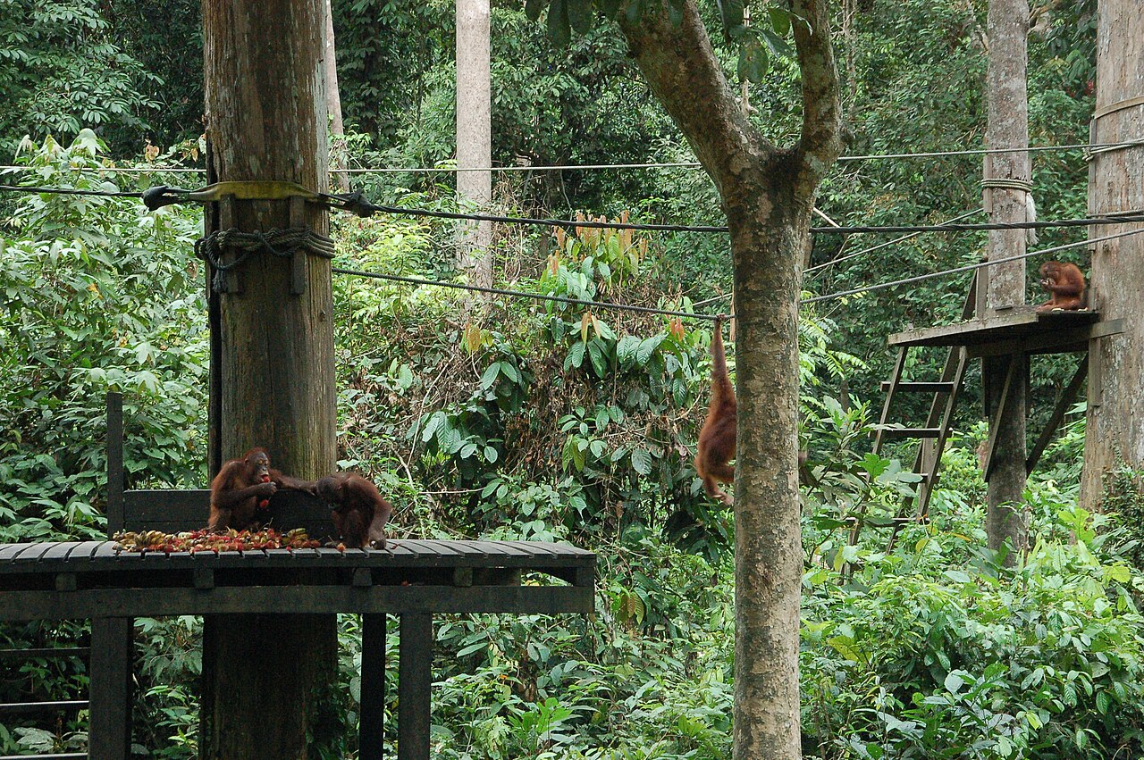 Orangutans on the feeding platform at Sepilok, surrounded by rainforest