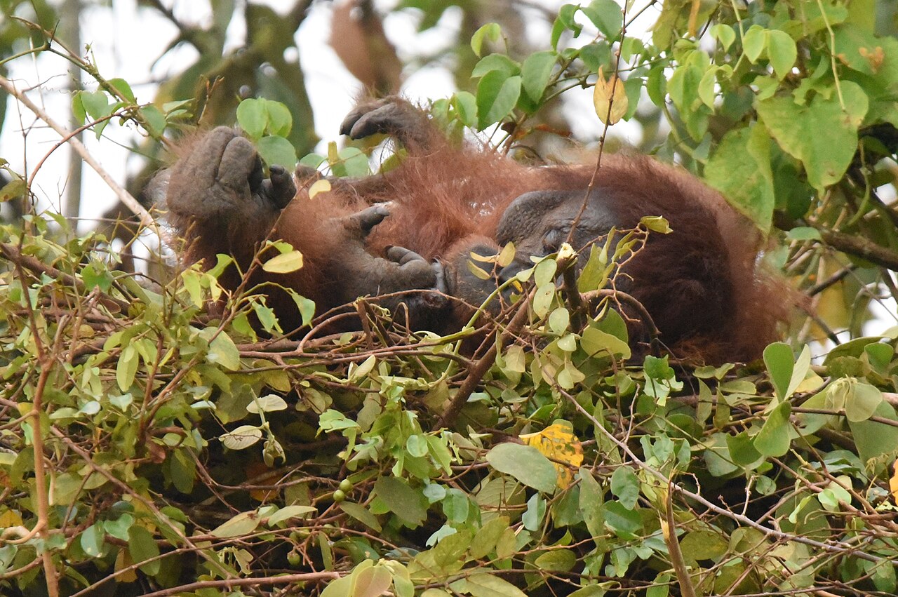 A Bornean orangutan resting in a nest of branches