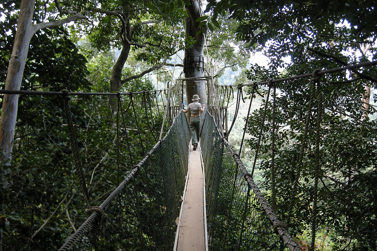 A walker crossing the suspended canopy walkway at Taman Negara