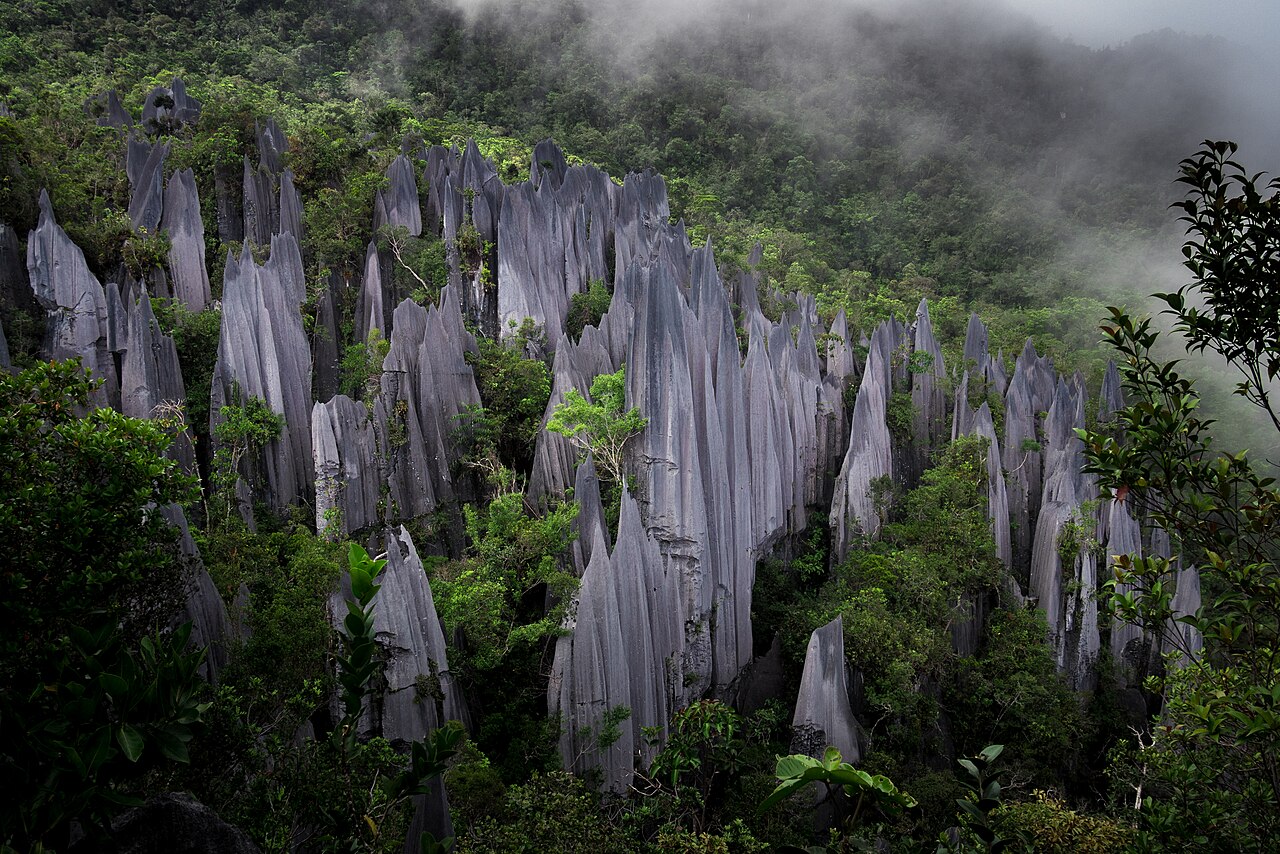 The razor-edged limestone Pinnacles rising out of forest on Gunung Api in Gunung Mulu National Park
